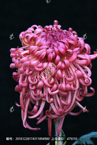 秋菊,菊花,花卉,TIF格式