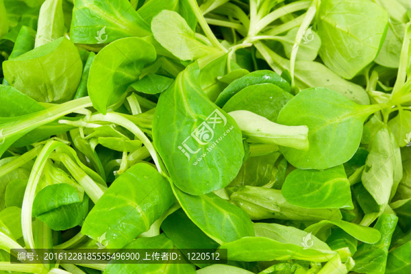 纈草