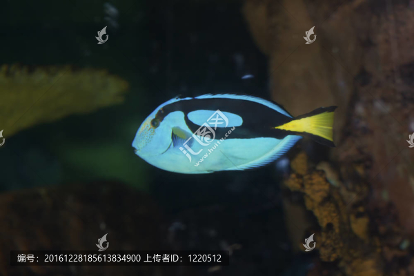 擬刺尾鯛