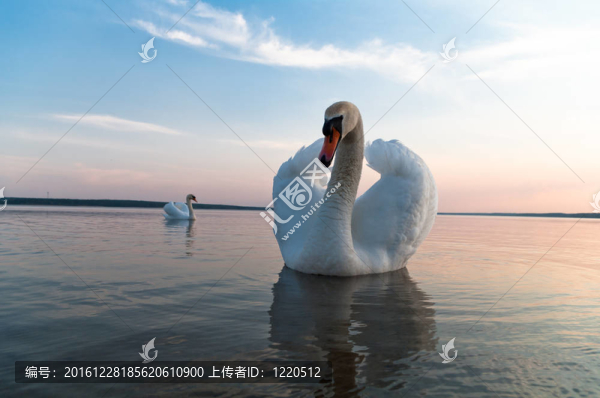 天鵝