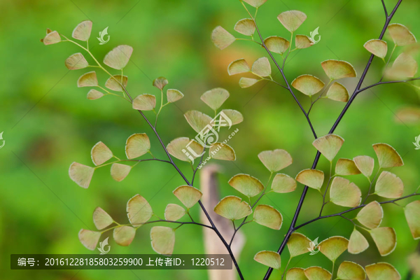 蕨類植物覆蓋天然林的地面