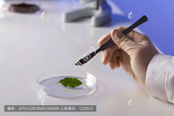 在綠色植物生物學(xué)實(shí)驗(yàn)室