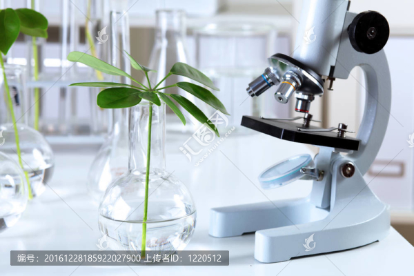 在綠色植物生物學實驗室