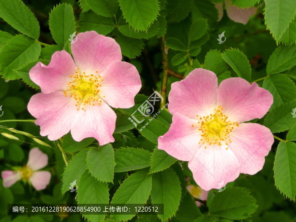 狗薔薇