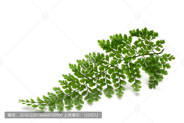 蕨類植物的葉子