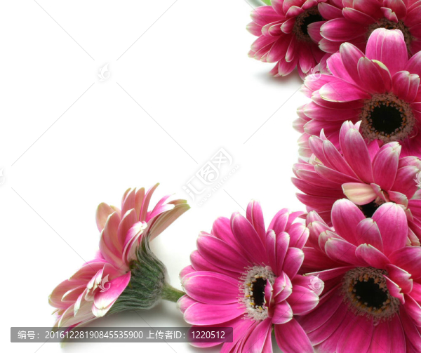 非洲菊
