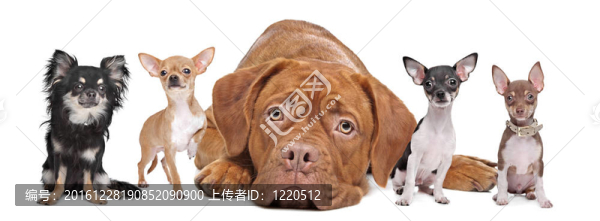 一群狗