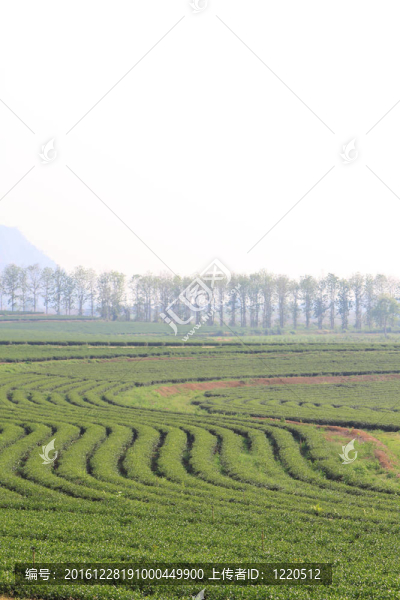 綠茶農(nóng)場