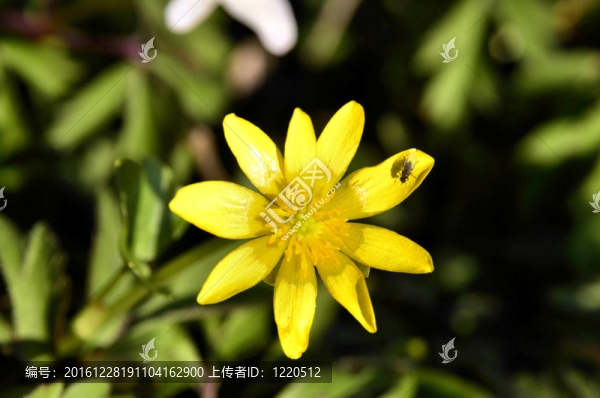 白屈菜花