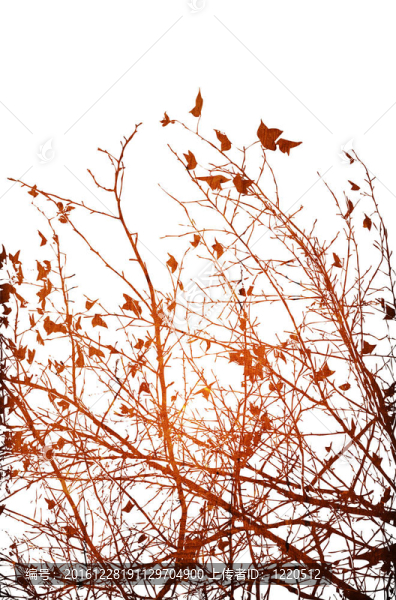 花摘要