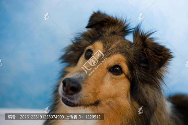 喜樂蒂牧羊犬