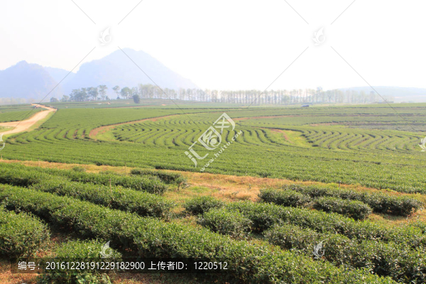 綠茶農(nóng)場