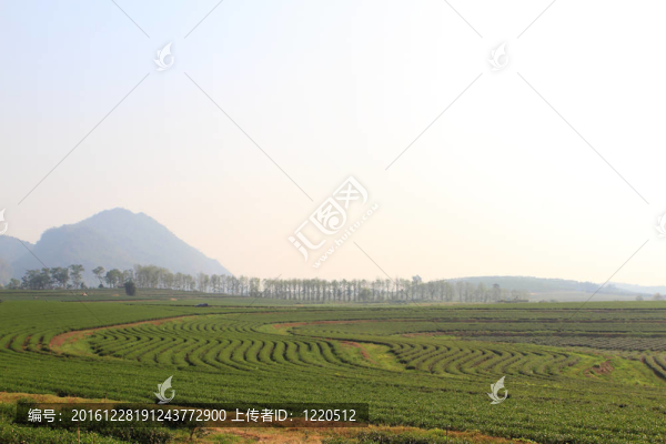 綠茶農(nóng)場