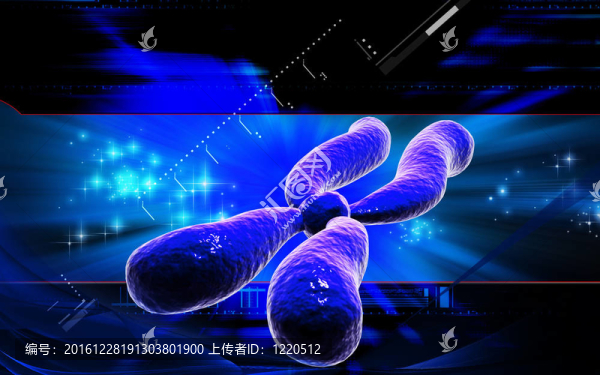 染色體