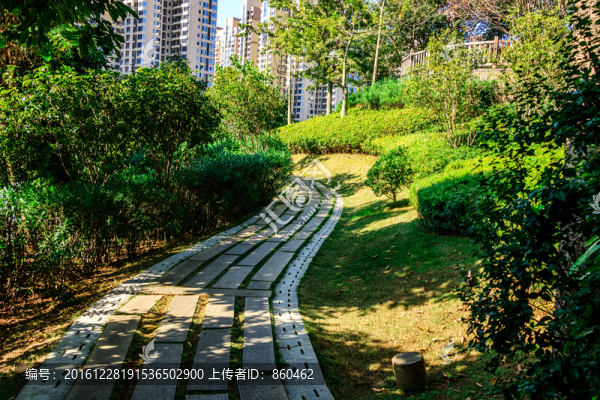 樹(shù)林小道光影,光影,公園,綠樹(shù)