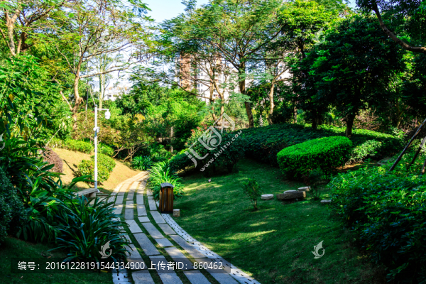 樹林小道光影,光影,公園,綠樹