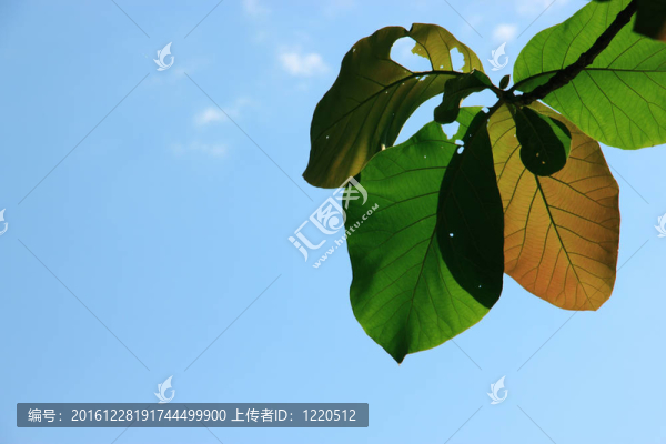 葉子的美麗