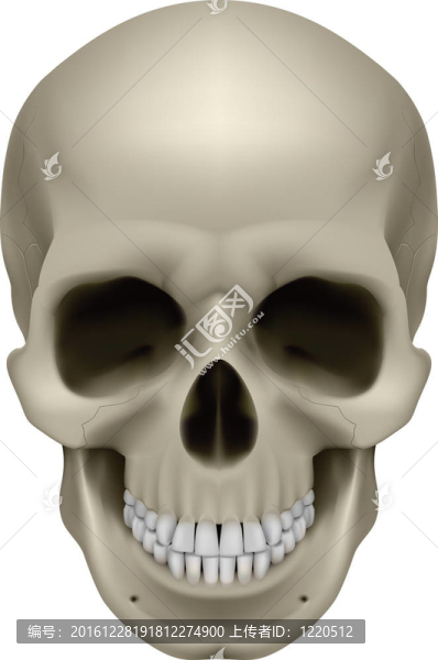 人類頭骨