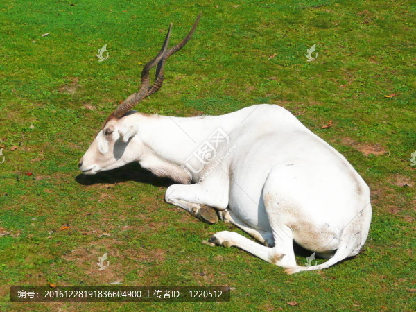 Addax