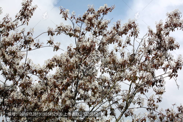 盛開的花朵