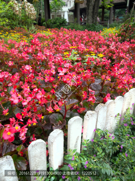 白籬笆與Colorful,Flowers。
