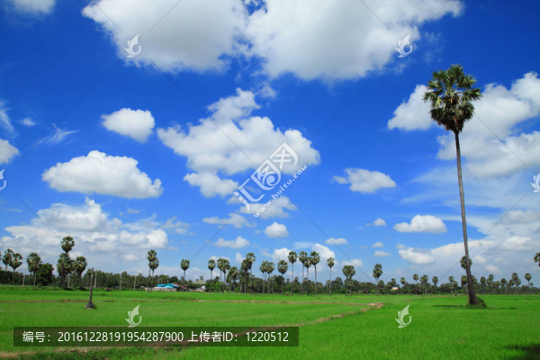 田野里的糖棕櫚樹；泰國(guó)