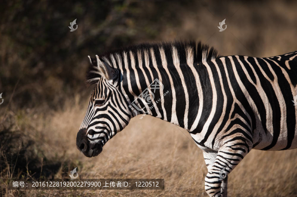 平原斑馬（Equus,quagga）剖面視圖