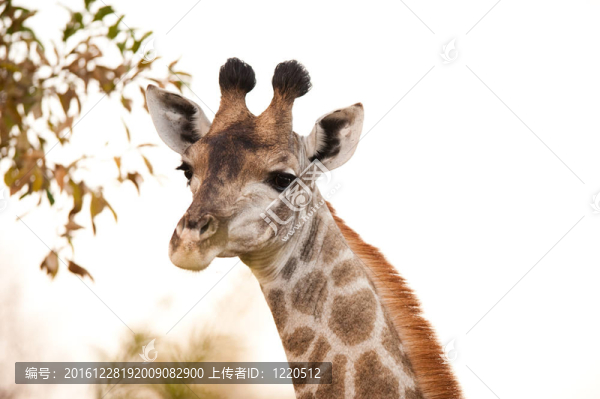 長(zhǎng)頸鹿（長(zhǎng)頸鹿）接近