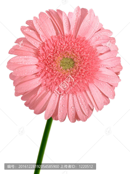 粉紅色的鮮花