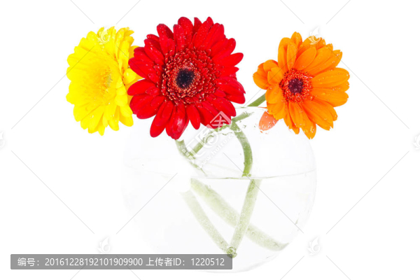 橙紅色和黃色的非洲菊的講臺上；