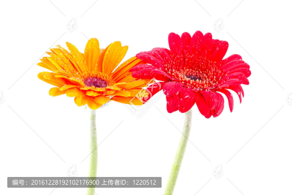 紅色和黃色的非洲菊的分離和提純