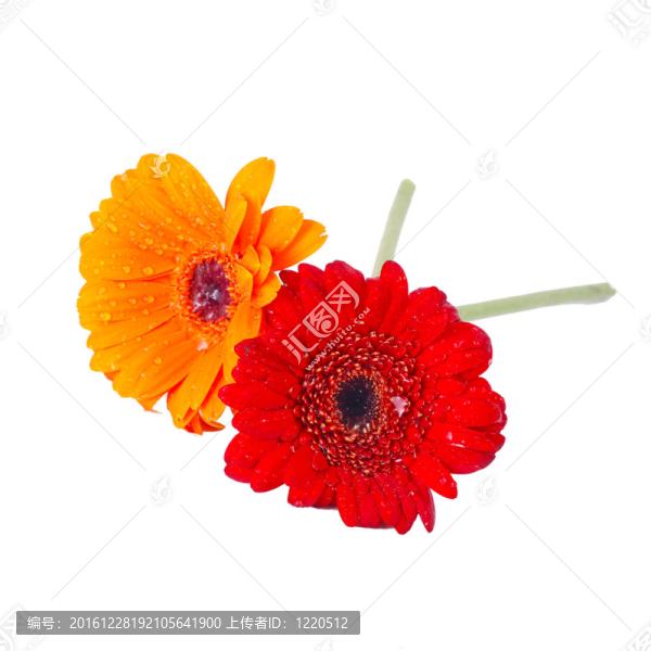 紅色和黃色的非洲菊的分離和提純