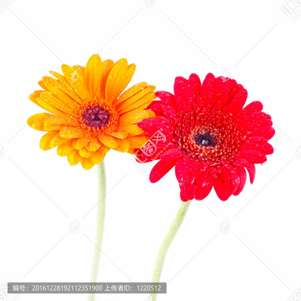 紅色和黃色的非洲菊的分離和提純