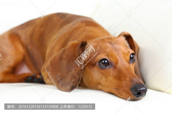 臘腸狗在沙發(fā)上