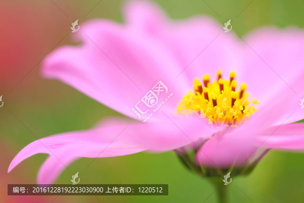 粉紅色的花在春天開花