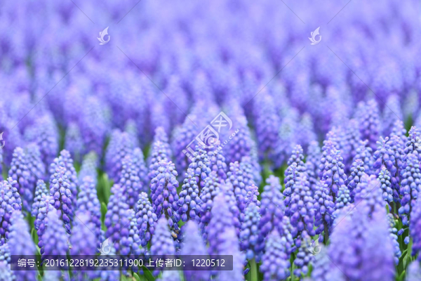 葡萄風(fēng)信子花；