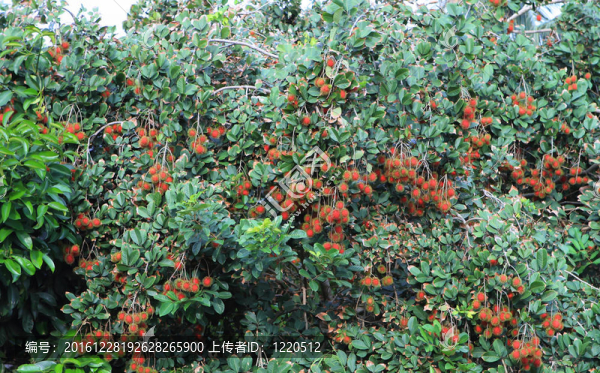 熱帶水果紅毛丹樹；