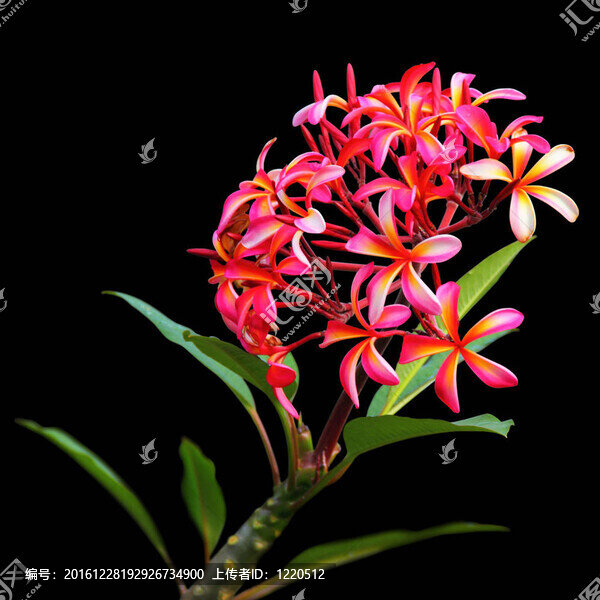 耀眼的粉紅和橙色的雞蛋花在黑色背景