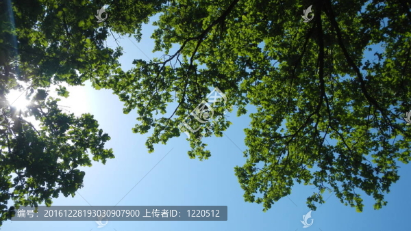 橡樹和太陽的枝條
