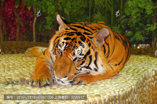 臥虎。泰國動物園。