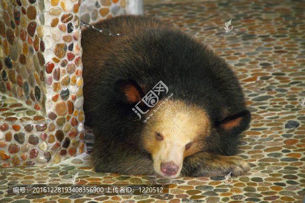 亞洲黑熊（Ursus,thibetanus）。動物園。泰國。