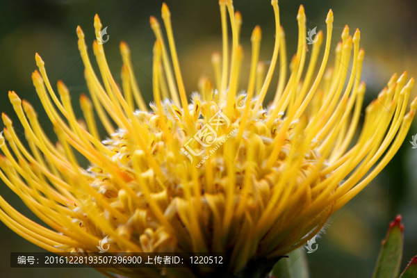 山龍眼花