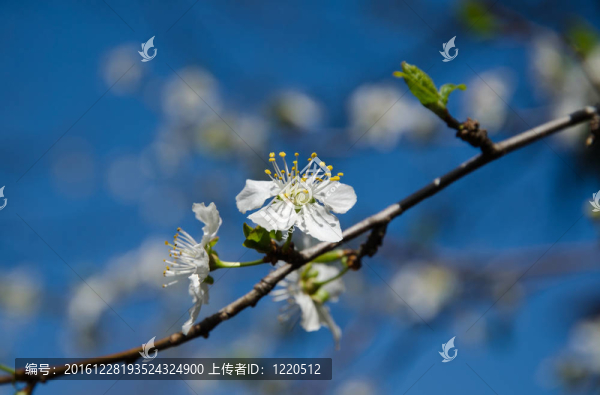 合歡花