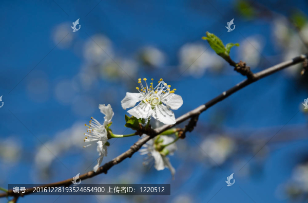 合歡花