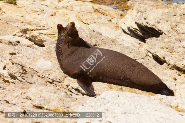 新西蘭海狗；Arctocephalus,forsteri
