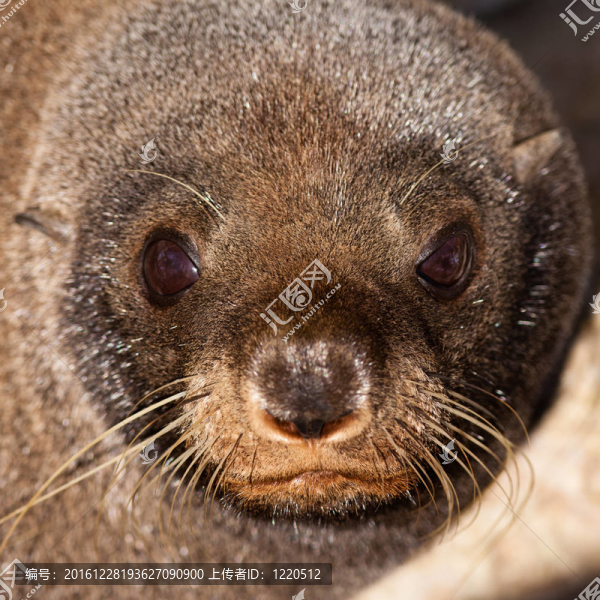 新西蘭海狗；Arctocephalus,forsteri