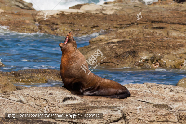新西蘭海狗；Arctocephalus,forsteri