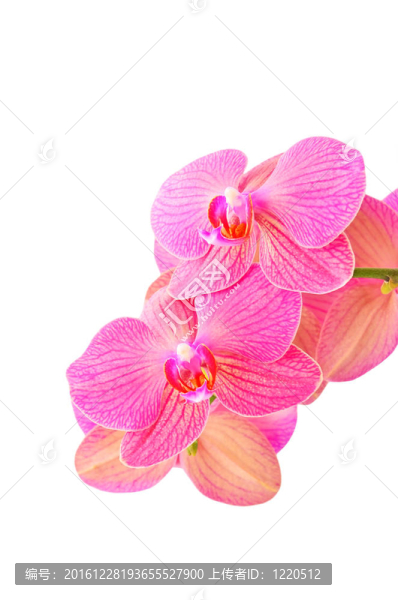 粉紅色蘭花花；在白色背景上分離