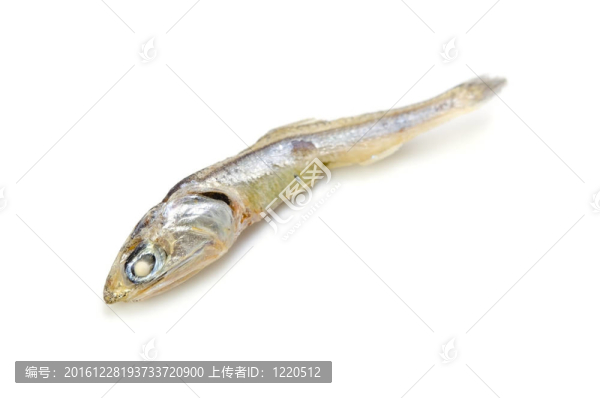 沙丁魚干
