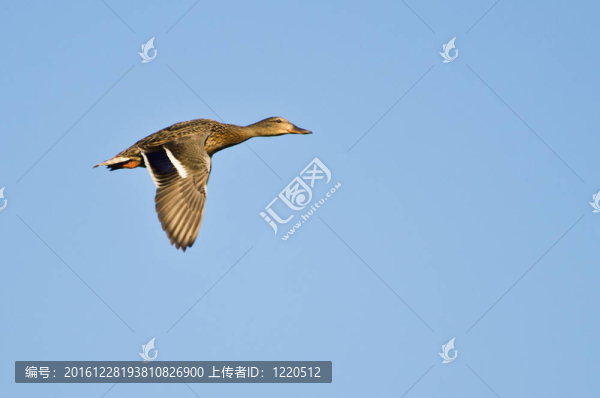 飛行中的雌野鴨